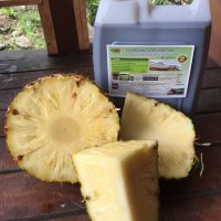 SOS Organic Liquid Fertilizer Pineapple testimony