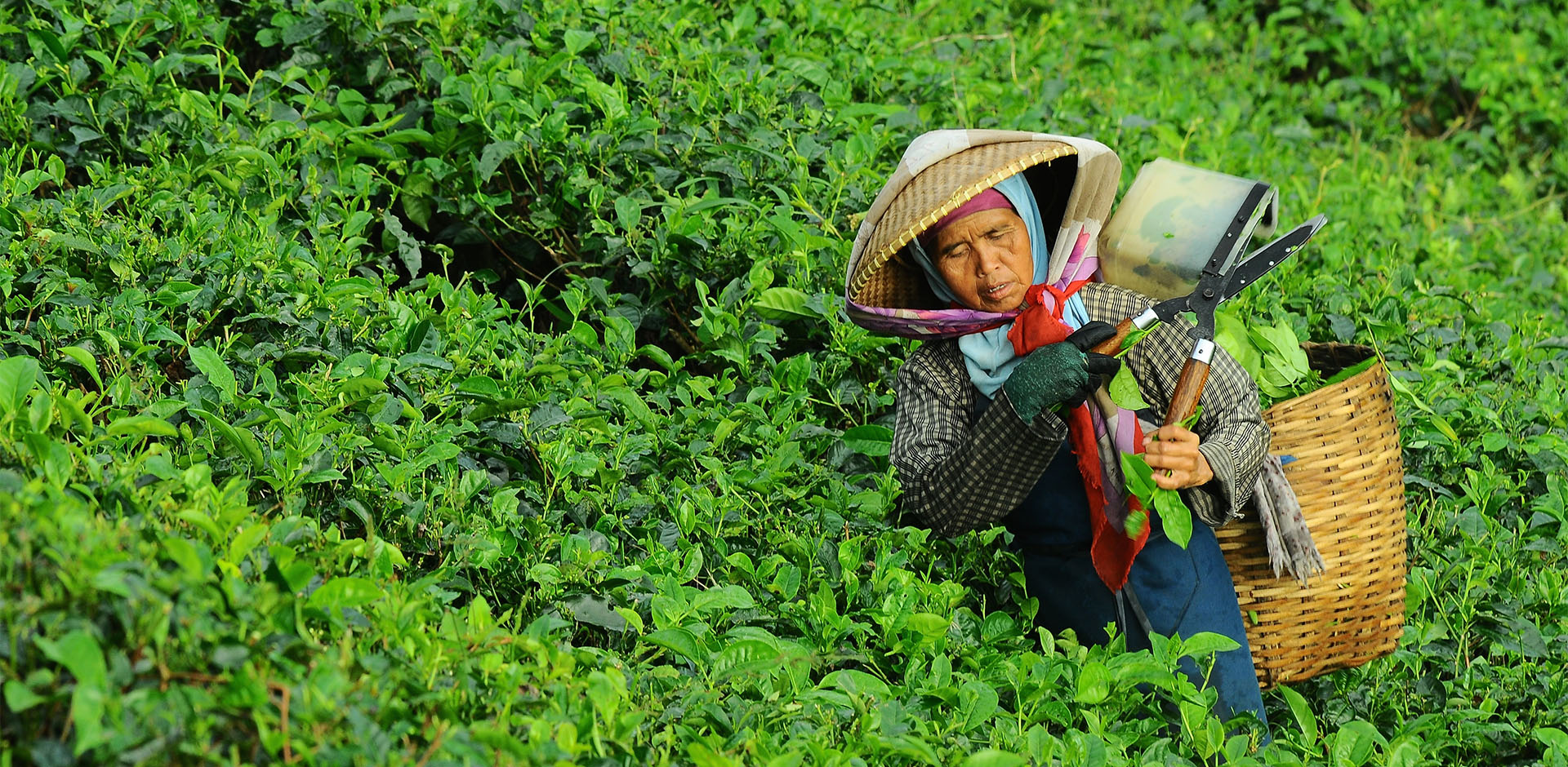 Farmer Using Organic Fertilizer