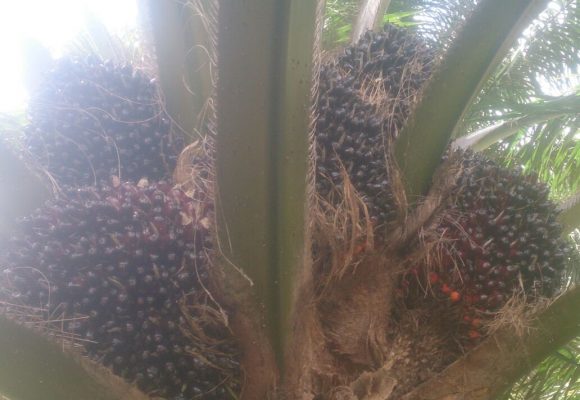 Keningau 28 October Palm Oil  & Flowers Testimony