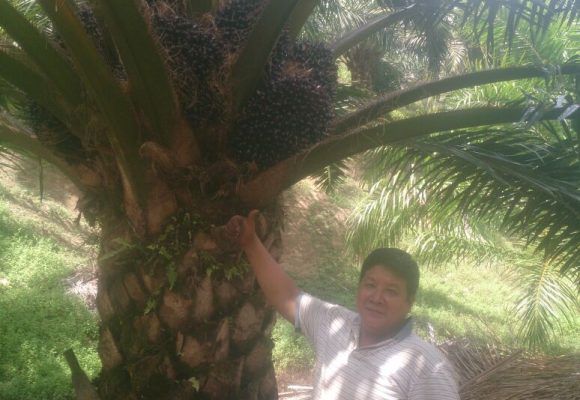 Keningau 28 October Palm Oil  & Flowers Testimony