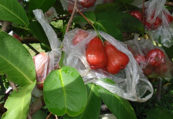 Nun’s Orchard Old Papar Road