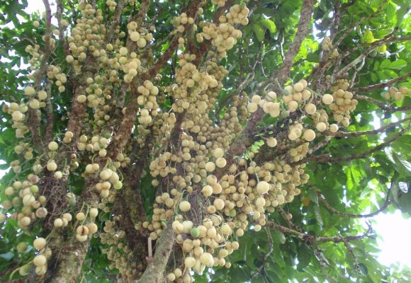 Nun’s Orchard Old Papar Road