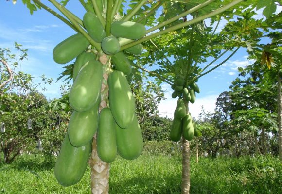 Nun’s Orchard Old Papar Road