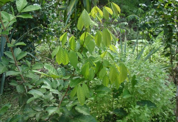 Rambutan Growth on Seedling