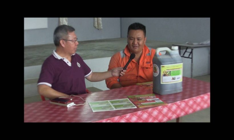 Organic Liquid Fertilizer Testimony Of Kampung Karanaan, Tambunan , Sabah, Malaysia (4)