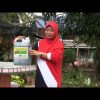 Organic Liquid Fertilizer Testimony Of Kg Merampong, Sabah, Malaysia (1)