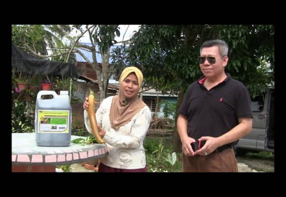 Organic Liquid Fertilizer Testimony Of Kg Merampong, Sabah, Malaysia (3)