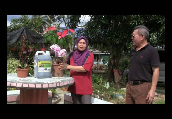 Organic Liquid Fertilizer Testimony Of Kg Merampong, Sabah, Malaysia (4)