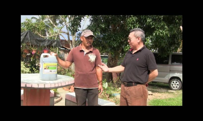 Organic Liquid Fertilizer Testimony Of Kg Merampong, Sabah, Malaysia (6)