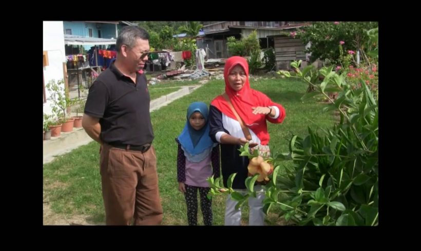 Organic Liquid Fertilizer Testimony Of Kg Merampong, Sabah, Malaysia (8)