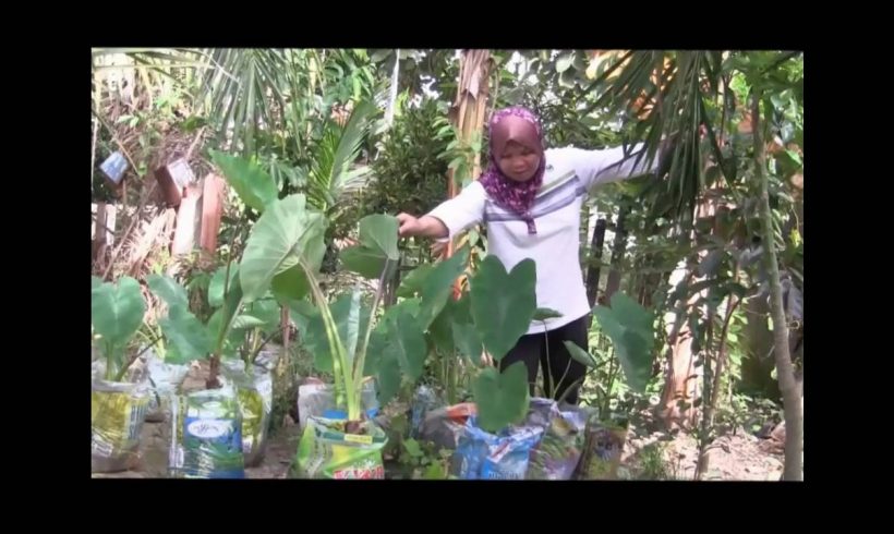 Organic Liquid Fertilizer Testimony Of Kg Merampong, Sabah, Malaysia (10)