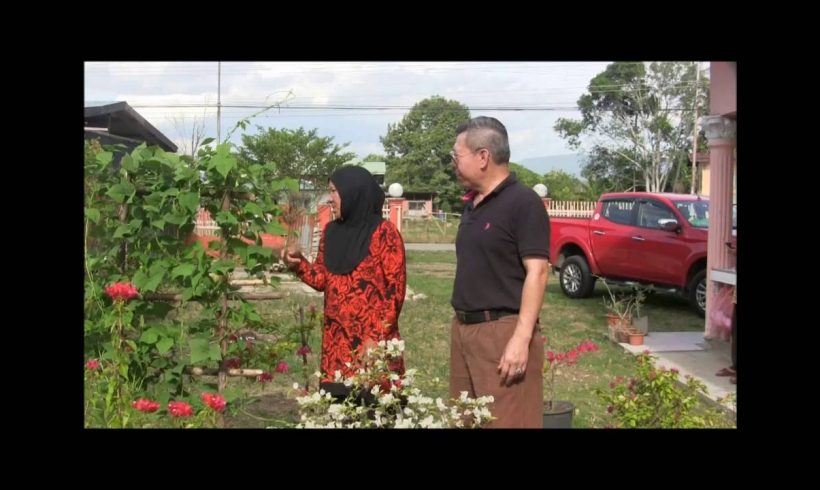 Organic Liquid Fertilizer Testimony Of Kg Merampong, Sabah, Malaysia (11)