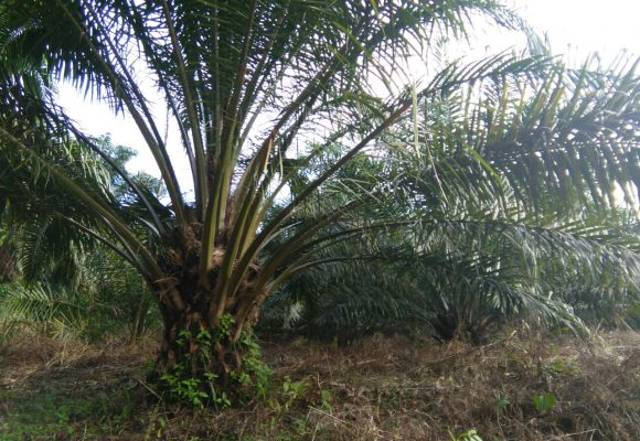 Organic Liquid Fertilizer Oil Palm Testimonial