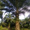 Organic Liquid Fertilizer Oil Palm Testimonial