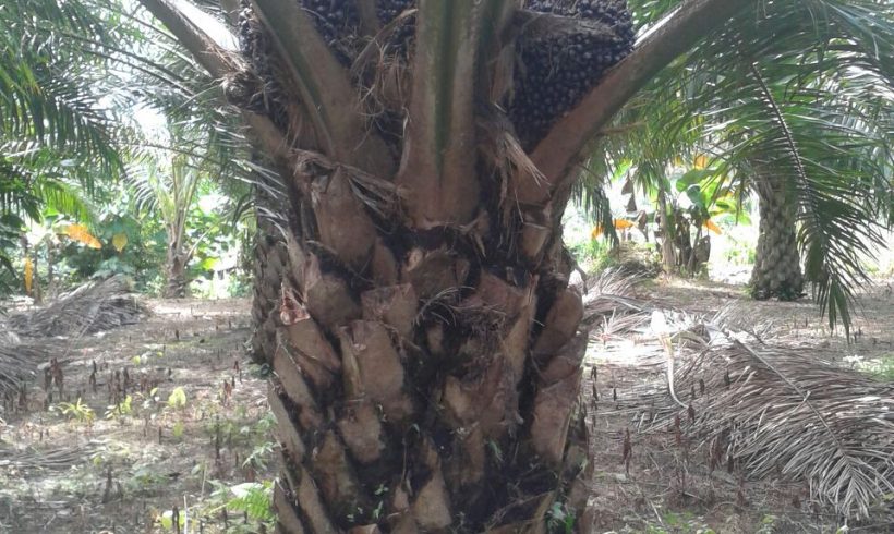 Organic Fertilizer Palm Oil Testimony 27 March 2017