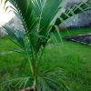 SOS Organic liquid Fertilizer testimony for coconut plant