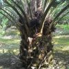 SOS Organic Fertilizer Testimony – Palm Oil Trees